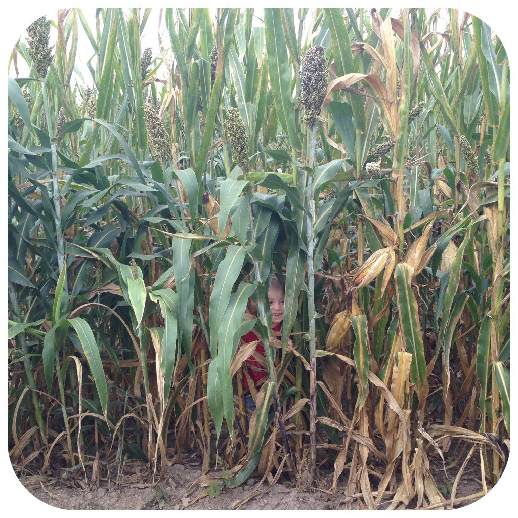 Ozark Corn Maze