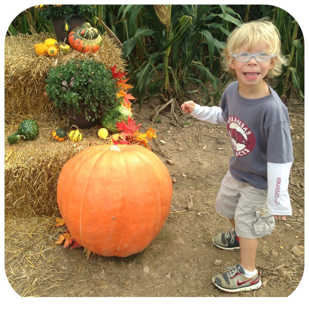 Ozark Corn Maze