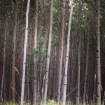 aspens